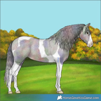 Horse Color:Nacre Brown Dun Splash Tobiano Appaloosa 