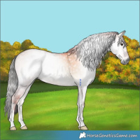 Horse Color:Gray Liver Red Dun Onyx Rabicano 