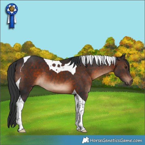 Horse Color:Brown Tobiano 