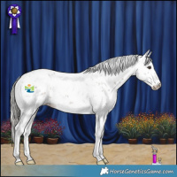 Horse Color:Liver Chestnut Mushroom Sabino 