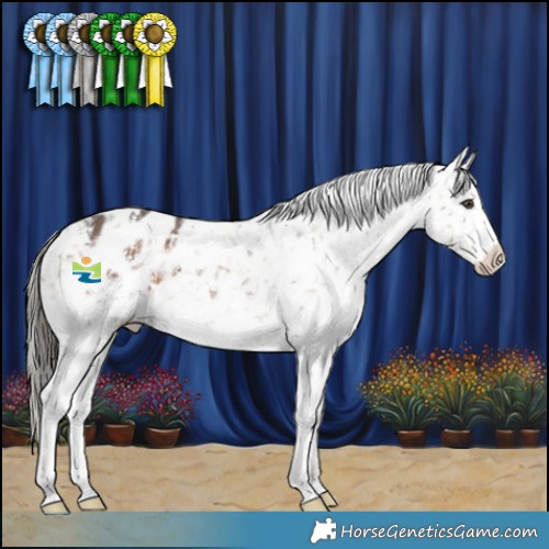 Horse Color:Liver Chestnut Sabino Appaloosa 