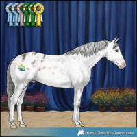 Horse Color:Liver Chestnut Sabino Snowflake Varnish 