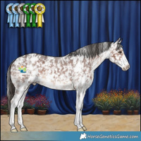 Horse Color:Liver Chestnut Sabino Appaloosa 