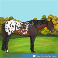 Horse Color:Brown Appaloosa