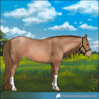 Horse Color:Liver Chestnut Pearl 