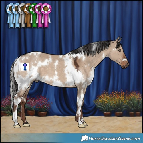 Horse Color:White Spotted Liver Red Dun 