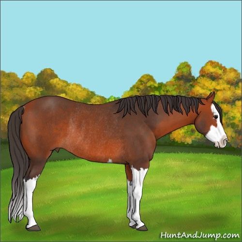 Horse Color:Bay Splash Rabicano