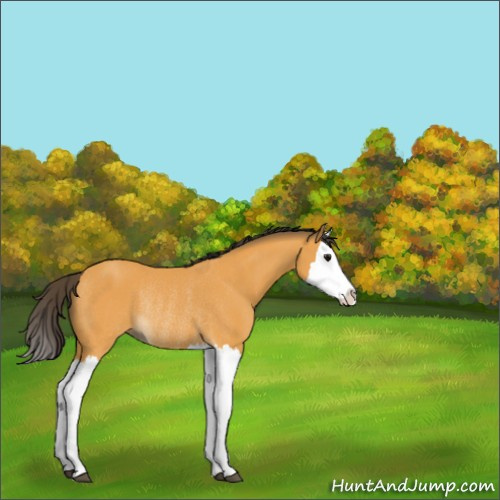 Horse Color:Buckskin Splash Rabicano 