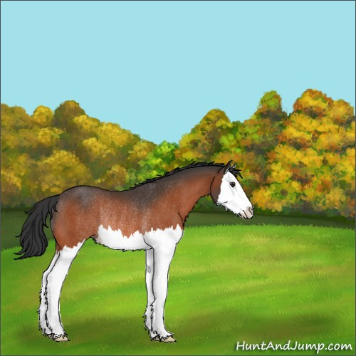 Horse Color:Brown Splash Rabicano 