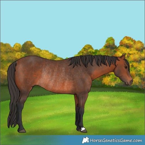 Horse Color:Bay Rabicano 