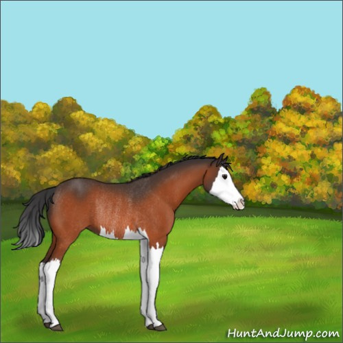Horse Color:Bay Splash Rabicano