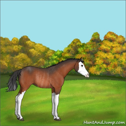 Horse Color:Bay Splash Rabicano 
