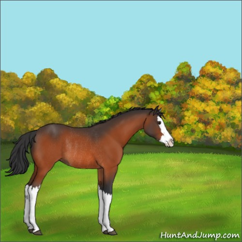 Horse Color:Brown Splash Rabicano