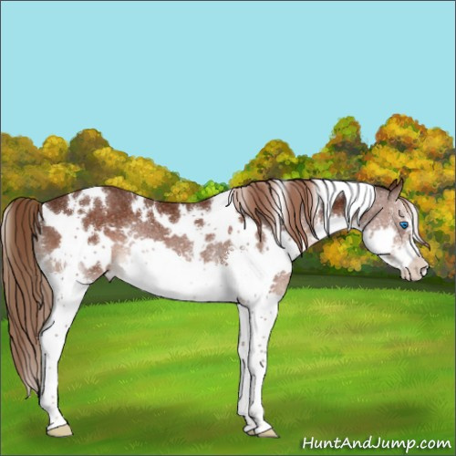 Horse Color:White Spotted Liver Chestnut Splash Rabicano 