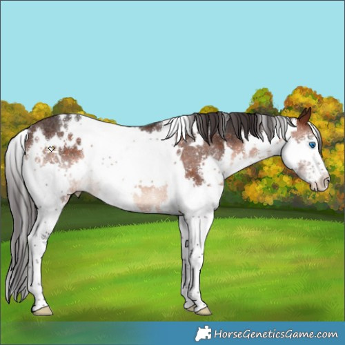 Horse Color:White Spotted Brown Splash Rabicano