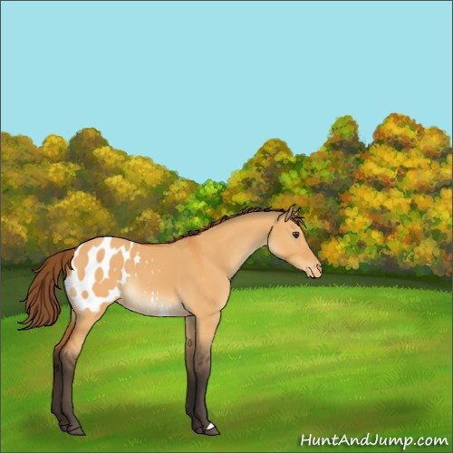 Horse Color:Buckskin Dun Appaloosa 
