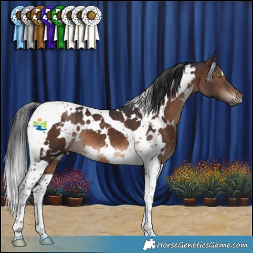 Horse Color:White Spotted Brown Tobiano 