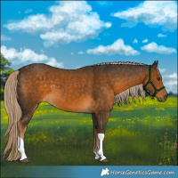 Horse Color:Chocolate Palomino Tobiano 