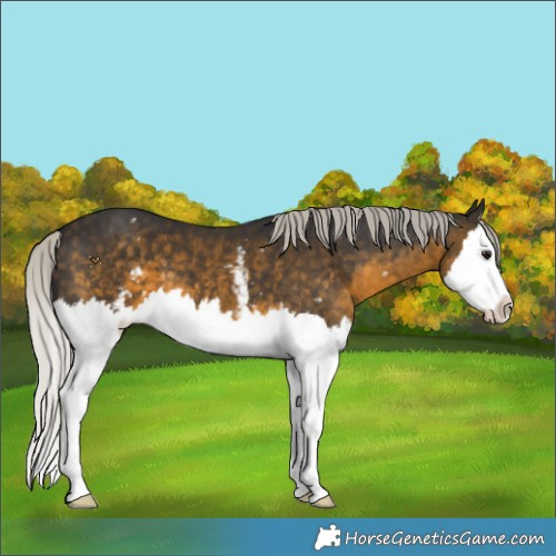 Horse Color:White Spotted Silver Buckskin Splash 