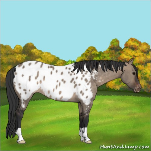 Horse Color:Brown Dun Appaloosa