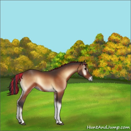 Horse Color:Painted Bay Onyx Rabicano 