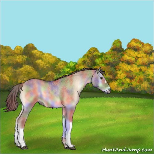 Horse Color:Nacre Red Dun Onyx 