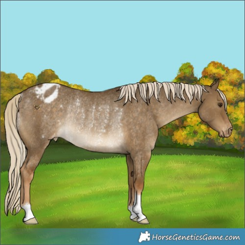 Horse Color:Chocolate Palomino Dun Appaloosa Rabicano 