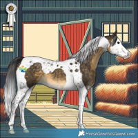 Horse Color:Buckskin Splash Tobiano 