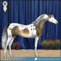 Horse Color:Buckskin Splash Tobiano