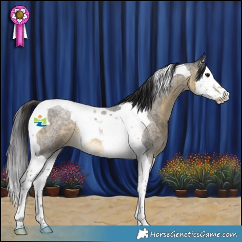 Horse Color:Buckskin Roan Splash Tobiano 