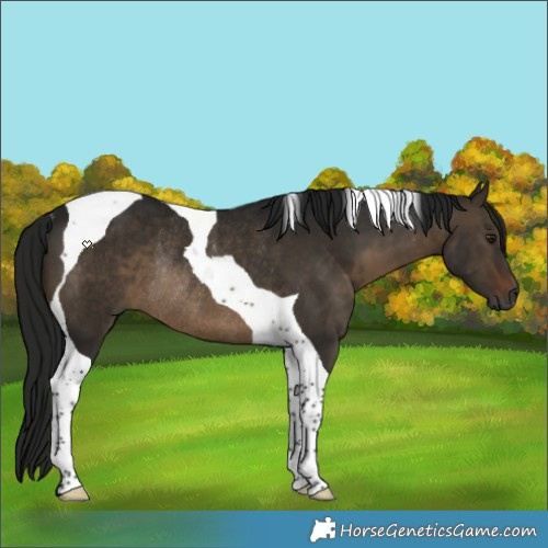Horse Color:Gray Brown Dun Tobiano Rabicano 