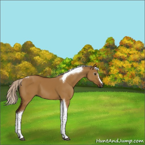 Horse Color:Gray Silver Buckskin Dun Tobiano 