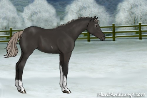 Horse Color:Gray Silver Black Tobiano 
