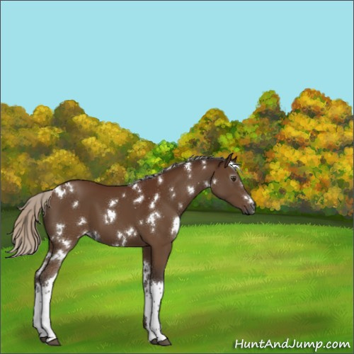 Horse Color:Gray White Spotted Silver Buckskin 