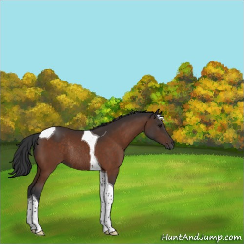 Horse Color:Bay Tobiano Rabicano 