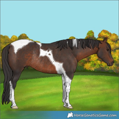 Horse Color:Brown Tobiano Rabicano