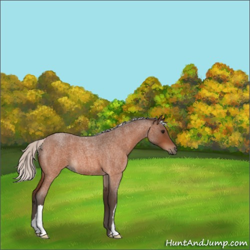 Horse Color:Silver Bay Roan 