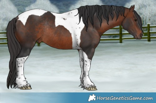 Horse Color:Brown Tobiano Rabicano 