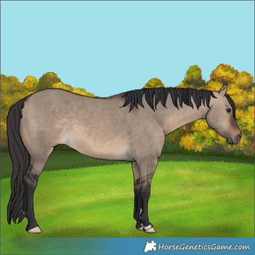 Horse Color:Brown Dun 