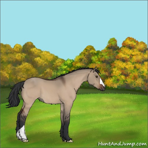 Horse Color:Brown Dun 
