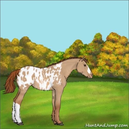 Horse Color:Red Dun Appaloosa 