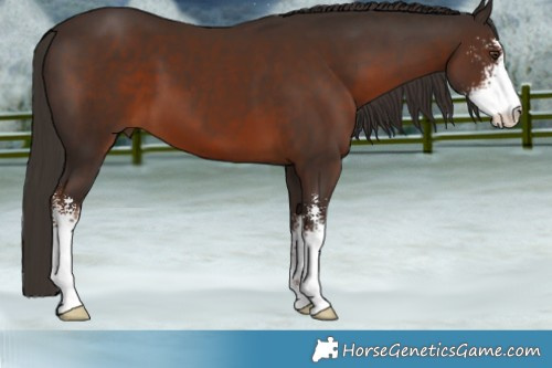 Horse Color:Liver Chestnut Sabino 