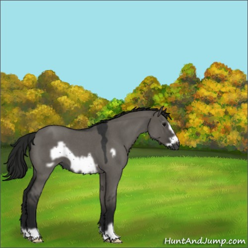 Horse Color:Gray Grullo Roan Frame 