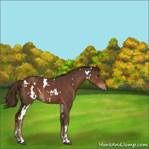 Horse Color:White Spotted Liver Chestnut 