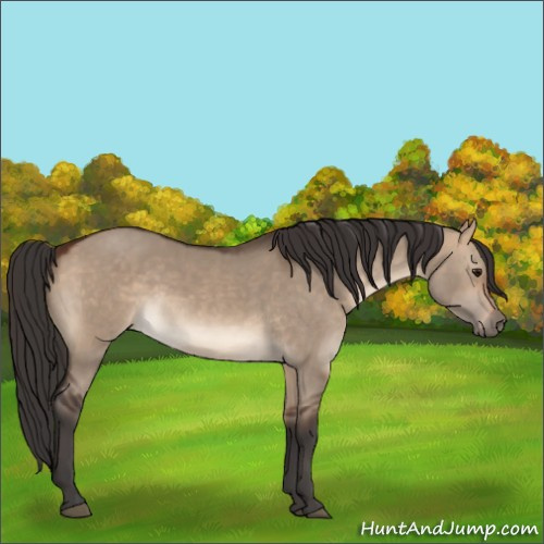 Horse Color:Bay Dun 