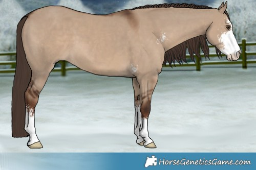 Horse Color:Liver Red Dun Sabino