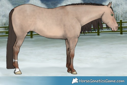 Horse Color:Sable Champagne Dun 