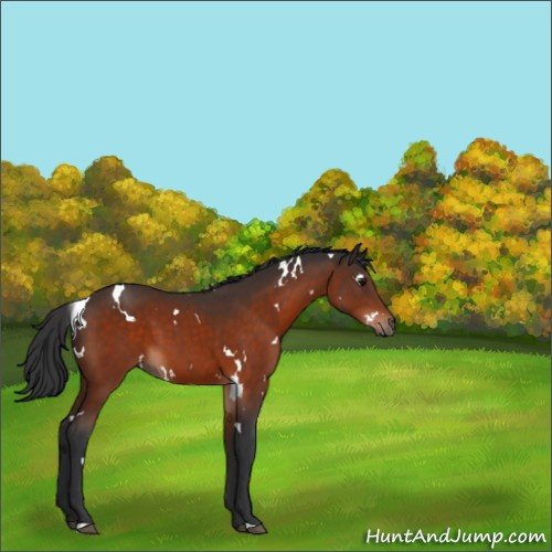 Horse Color:White Spotted Bay 
