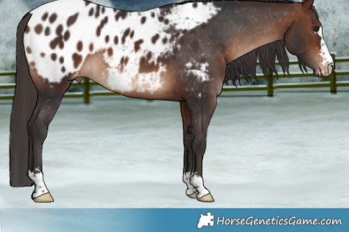 Horse Color:Bay Appaloosa 