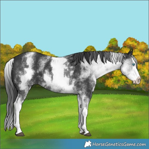 Horse Color:White Spotted Black Splash 